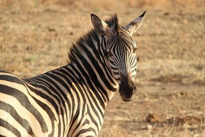 zebra gazing