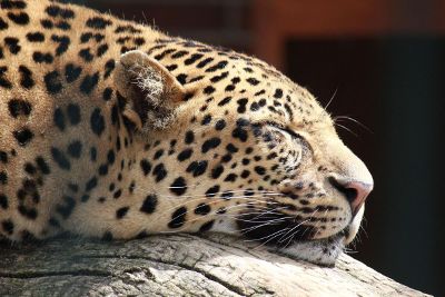 sleeping cheetah