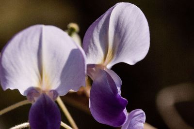 puple flower leaf