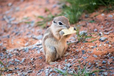 chipmunk eating a chip