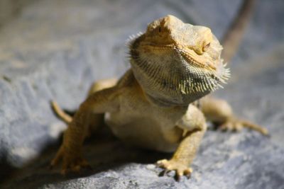 exotic lizard on rock