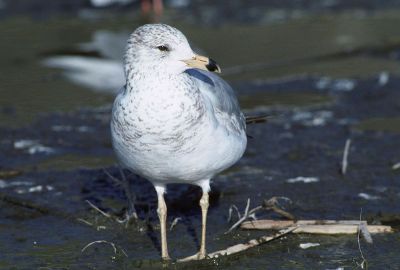 white speckled bird