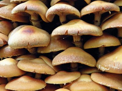 mushrooms one on one