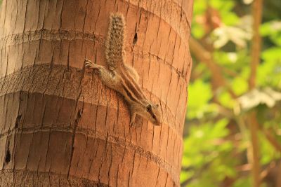 chipmunk on a tree