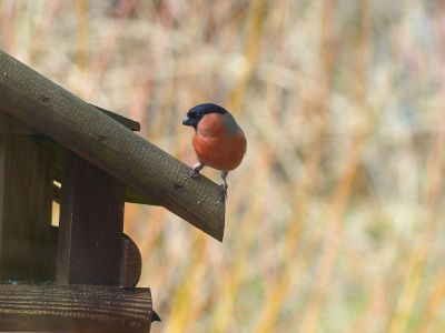 red and black finch