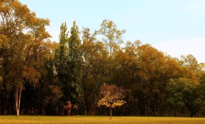 forest against a clear sky