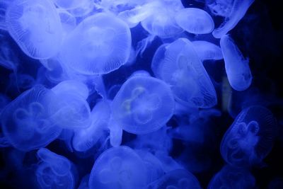 jellyfish in aquarium