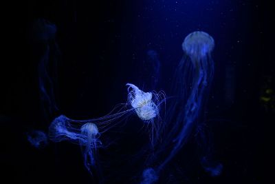 glowing jellies