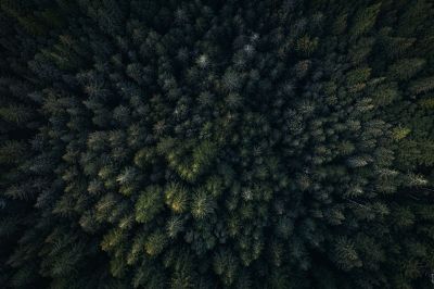 treetop tops