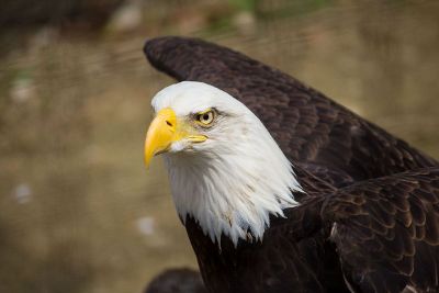 bald eagle of america