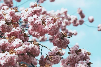 cherry blossom close up