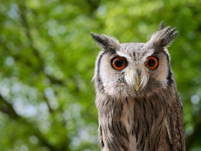 owl with red eyes