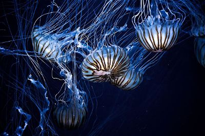 jellyfishes in the sea