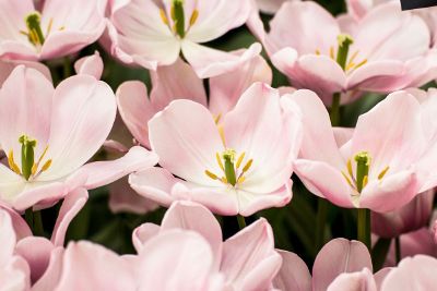 pink flowers in a garden