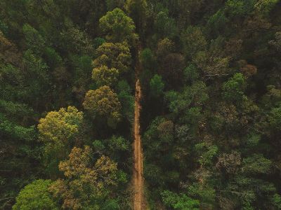 a dirt road has been cut through a forest