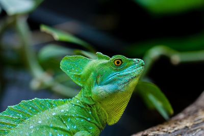 a green lizard