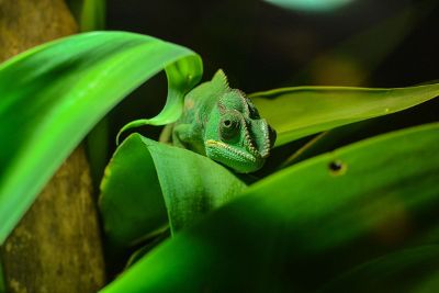 green chameleon