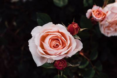 light pink roses