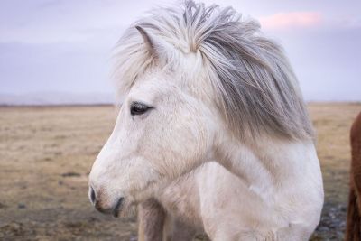 white horse in desert
