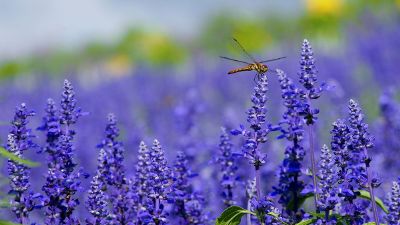 dragonfly on purple flowers