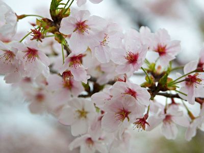 white flowers on a vine