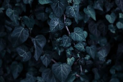 dark green ivy