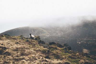 sheep on hill