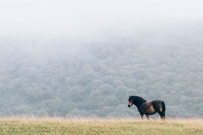 horse in the fields