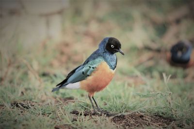 determined little bird