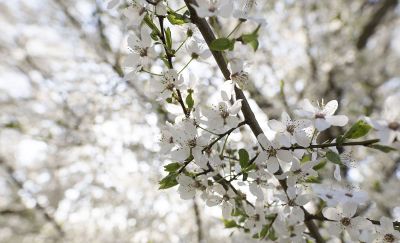 dogwood branch in bloom