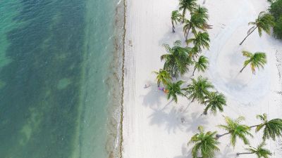 beach side palm trees