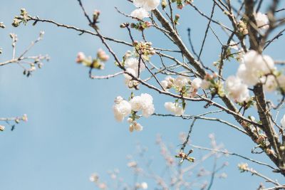 spring tree in bloom