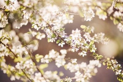 white vine flowers