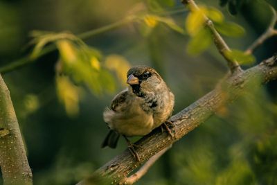 a bird on a tree