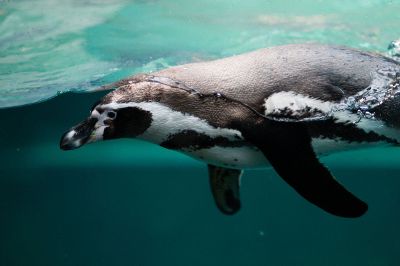 penguin under water