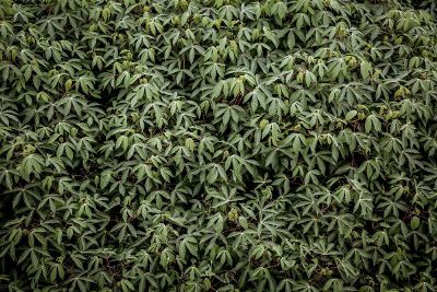 marajuana leaves