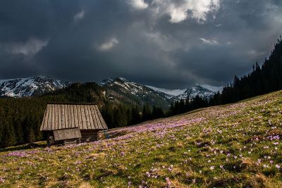 cabin in a meadow