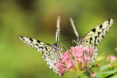 two butterflies on a flower