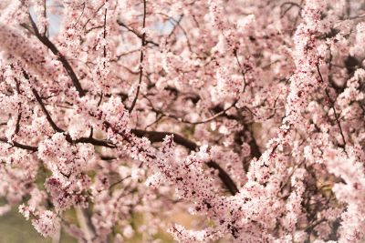 cherry blossoms in the spring