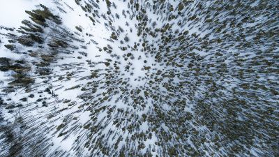 forest covered in snow