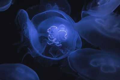 jellyfish in natural habitat