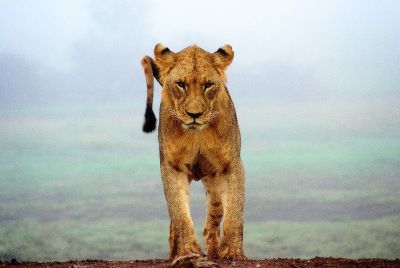 female lioness