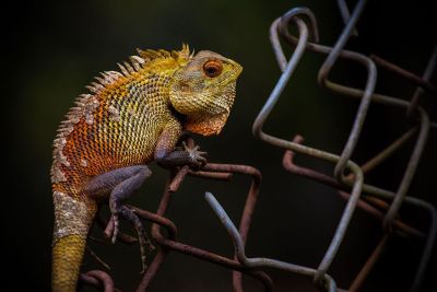 a chameleon on a fence