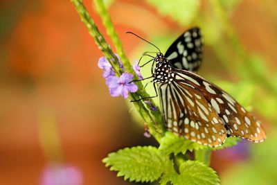 a butterfly with spotted wings