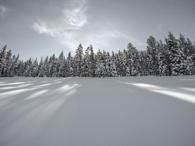 forest in winter