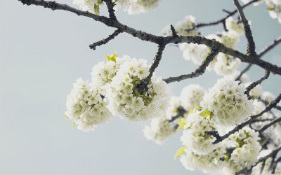 tree with white blooms