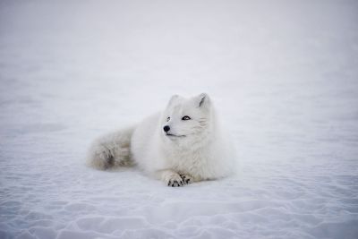 white wolfe in snow