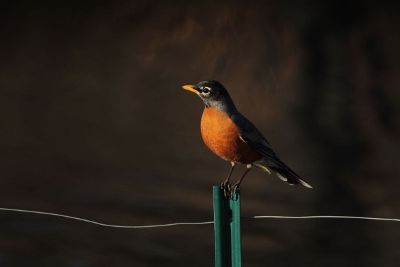 a robin on a fence