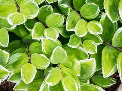 green leaves with white endings