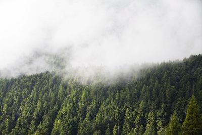 evergreen forest and clouds